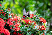 Close Up Of Mail Related To Perching On Red Butterfly Great Mormon Ixora Flower