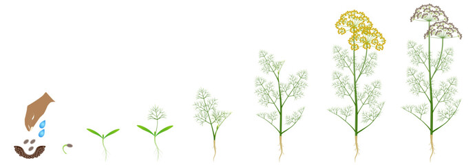 Wall Mural - Cycle of growth of dill plant isolated on a white background.