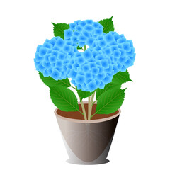 Wall Mural - Blue hydrangea in a pot on a white background.