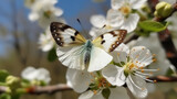 Fototapeta Natura - A bright butterfly on the white flowers of a blossoming pear tree. Young green foliage. Sunny, spring day in the garden Generative AI