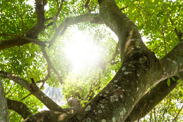 Wall Mural - green tree in tropical garden. fresh environment in park. green plant give oxygen in summer garden. 