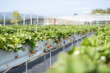 Poster - Fresh raw strawberries in the field