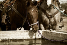 Two Horses Drinking Water In An Arizona Event In Sepia Color