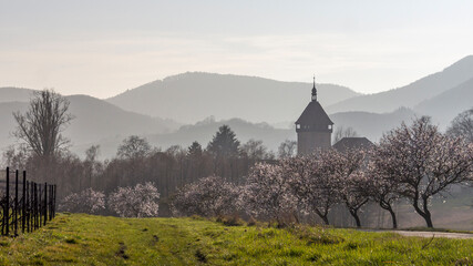 Wall Mural - Blühende Mandelbäume (Prunus dulcis)