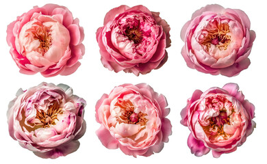 Wall Mural - Assorted pink peony flower heads on transparent PNG background. Generative AI.