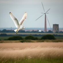 A Barn Owl Flying Across A Field There Is Long Grass In The Foreground And The Portsmouth Spinnaker Tower Is In The Background Photoreal Nikon D800 200mm F28 