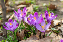 Blooming Purple Crocus Flowers Outdoors In A Park, Garden Or Forest. Springtime, Floral, Easter, Nature. Macro, Close Up Photo.