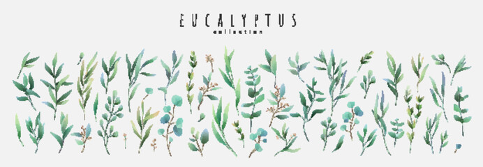 Wall Mural - Vector watercolor eucalyptus set. Vintage trendy botanical elements. Hand drawn line leaves branches and blooming. Vector trendy