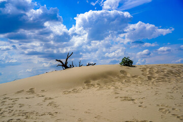 A withered tree on the sand on the beach.