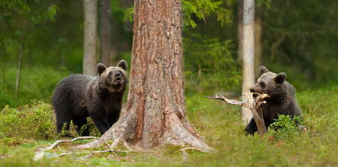 Wall Mural - european brown bear cubs playing in the forest
