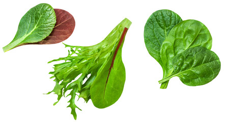 Wall Mural - Salad leaves mix  isolated on white background. Salad Collection  top view, flat lay. Creative layout.