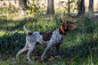 © Collin - A german shorthaired pointer hunting