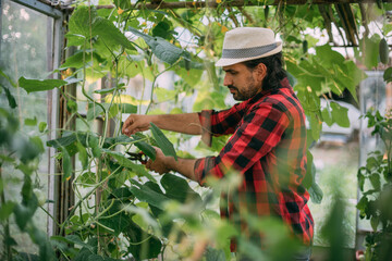 A young man in work clothes is working with a pruner in a greenhouse with tomatoes and cucumbers.