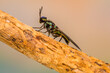 © lessysebastian - Hermetia illucens, the black soldier fly, is a common and widespread fly of the family Stratiomyidae