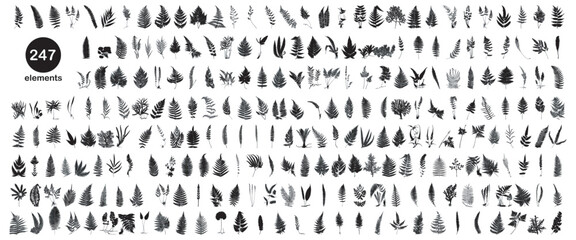 fern silhouette set	