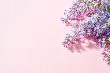 Bouquet of lilac on a pink background. Banner for a flower shop with copy space