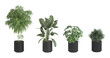 Set of four house plants in black modern pots isolated on white background. 3d render