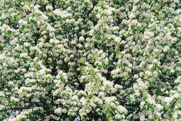 Sticker - Spring apple tree with white flowers. Spring border or background art with white flowers. Beautiful nature with a blooming tree and sunlight.	