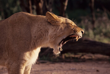 Canvas Print - Lion