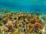 Fototapeta Do akwarium - Tropical fish and coral reef near Jaz Maraya, Coraya bay, Marsa Alam, Egypt