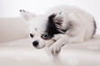 Long haired Chihuahua on a white bench isolated on a white background. Long hair chihuahua posing on a white satin bench in a studio white on white.