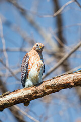 Wall Mural - Red-shouldered hawk.Chesapeake and Ohio Canal National Historical Park.Maryland.USA