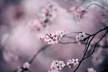 Wall Mural - Blooming cherry