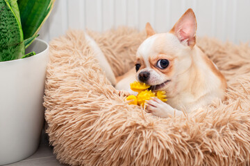 Wall Mural - A light-colored chihuahua dog lies in a dog bed. He gnaws a yellow toy. There is a green vase in the room. The photo is blurred