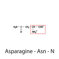 Asparagine - Asn - N amino acid structure. Skeletal formula with amino group highlighted in  red frame. Scientific illustration.