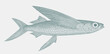 Clearwing flyingfish cypselurus comatus, marine fish in side view