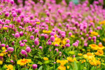 Wall Mural - Close up of beautiful pink flower blooming in garden in spring nature background