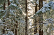 Sunburst in a spruce forest in winter with snow.