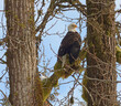 Bald eagle sitting in a cottonwood tree with blue sky