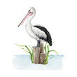 Pelican bird standing on wooden bollard. Watercolor illustration. Hand drawn wildlife waterfowl avian. Beautiful realistic pelican on the log with grass in the water. White background