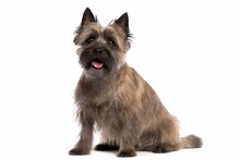 Cairn Terrier Dog Isolated On White Background. Generative AI