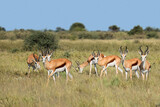 Fototapeta Sawanna - Springbok antelopes (Antidorcas marsupialis) in natural habitat, South Africa.