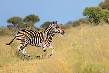 Poster - A plains zebra (Equus burchelli) running in grassland, South Africa.