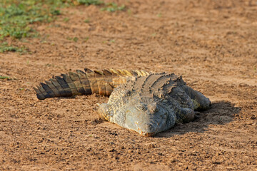 Wall Mural - a nile crocodile (crocodylus niloticus) basking, kruger national park, south africa.