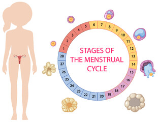 Canvas Print - Infographic of stages of the menstrual cycle