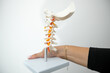 Cropped photo of woman hold artificial model mannequin of cervical spine with orange cervical, spinal nerves on stand.