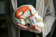 Cropped Photo Of Woman Doctor Holding Human Skull Model Mannequin In Hand With Inscription Temporalis Masseter. Anatomy.