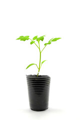 Wall Mural - young tomato seedling with leaves and roots close up side view