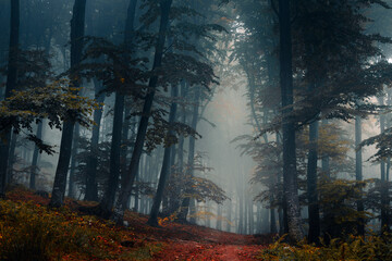 Wall Mural - Spooky dark trail in foggy forest. Horror landscape with strange fog in the background