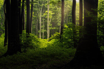 Wall Mural - Clearing in the forest. Beautiful sunlight entering the forest in the background. Calm warm summer day