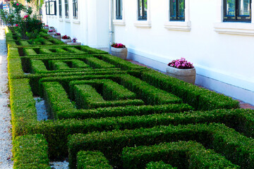 Buxus sempervirens or boxwood perfectly trimmed shrub in maze shape. lush evergreen decorative landscape. white stucco elevation with wood windows. diminishing perspective. gardening and landscaping.