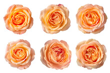 Assorted Apricot Rose Flower Heads On Transparent PNG Background. Generative AI.