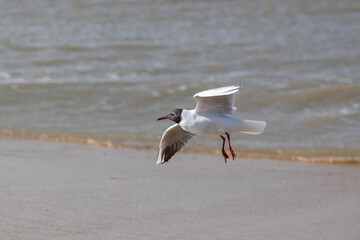 Wall Mural - A seagull (larum) flies slightly above the coastline of the North sea with light waves in the background