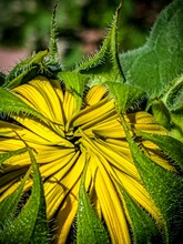 Vertical Closeup Of A Bud Of Sunflower With Fuzzy Laves And Blurred Background
