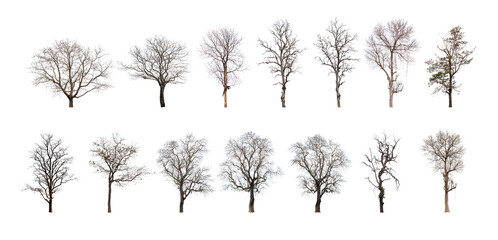 Collection dead tree, dry tree isolated