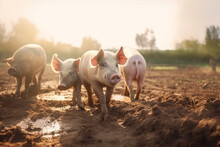 Happy Pigs Roaming Free And Farm Meadow And Mud. Farm Animal Welfare And Care. Generative Ai